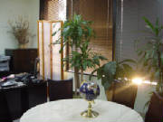 DSC01290.JPG